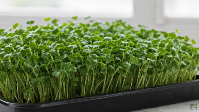 Cultivo denso de microbrotes de rúcula