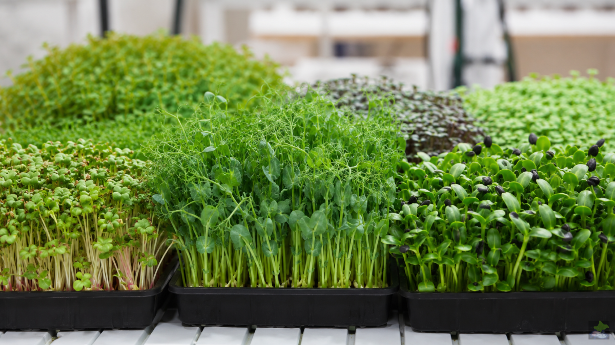Different microgreens in growing trays