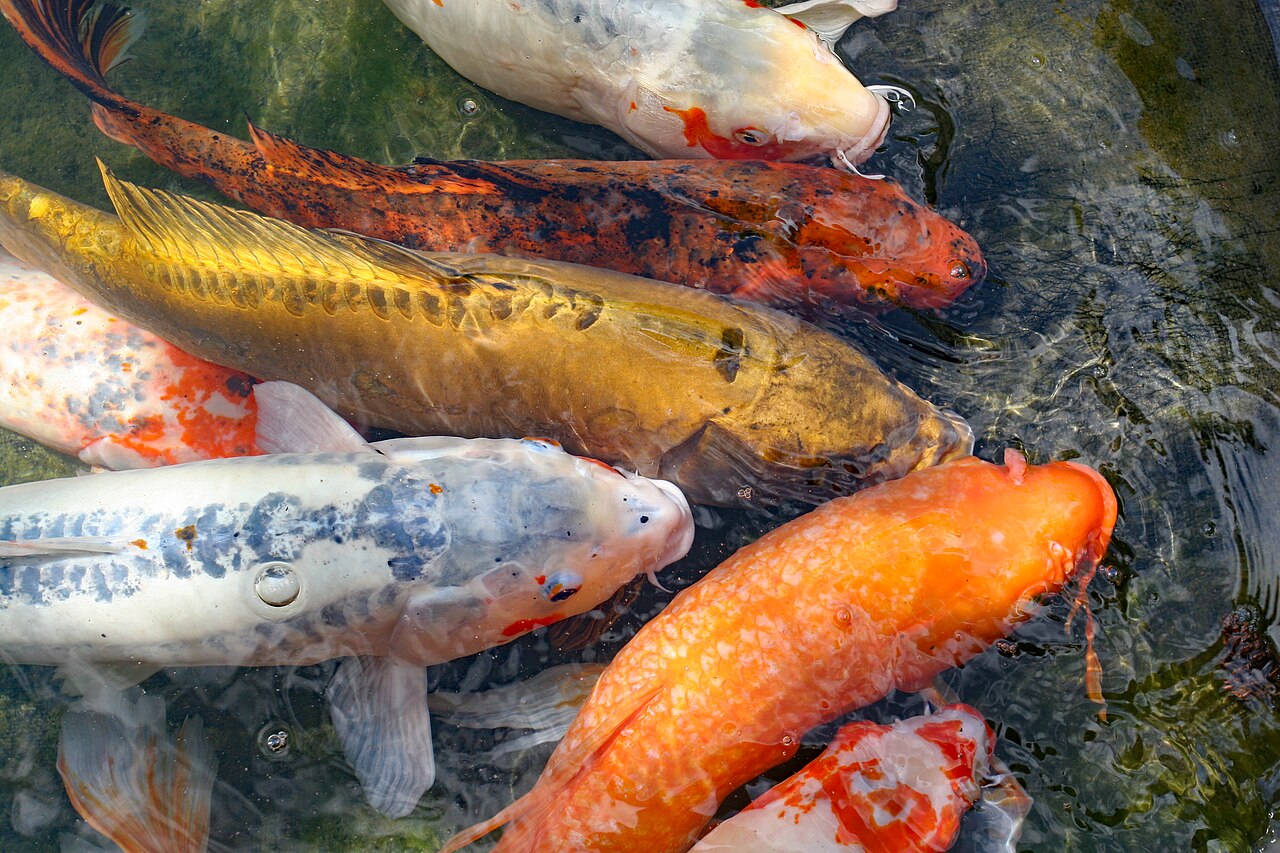 Koi-Karpfen