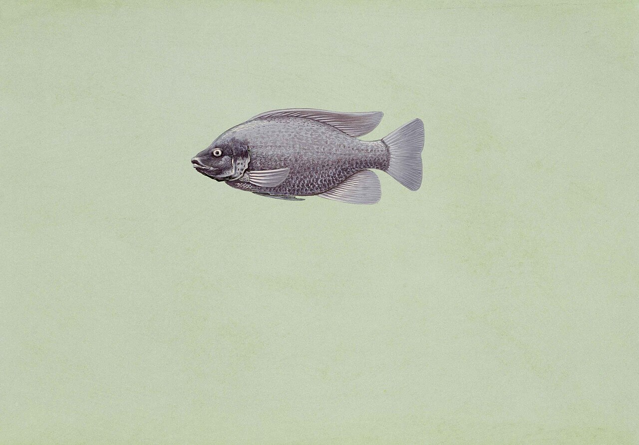 Nil-Tilapia