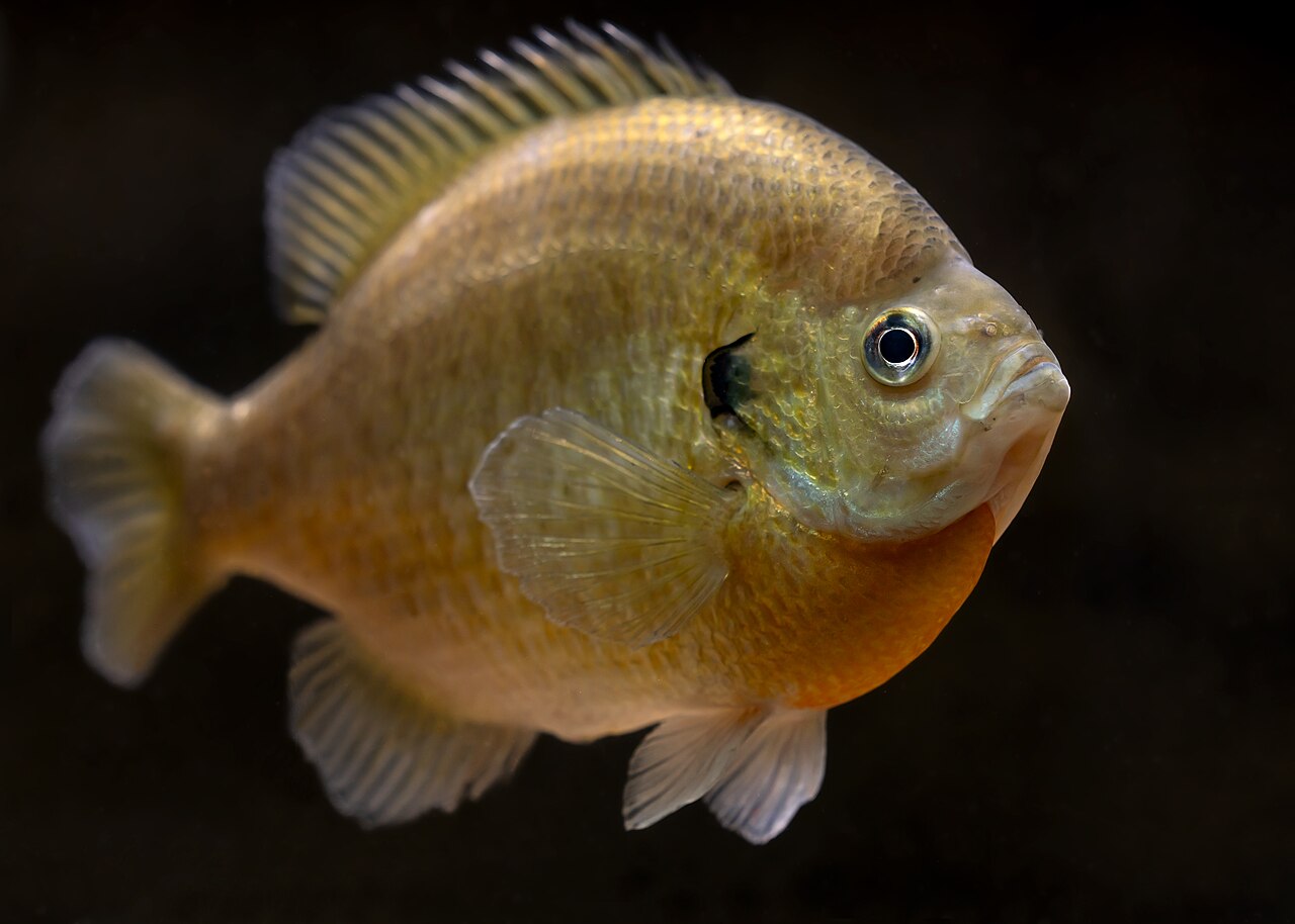 Sonnenbarsch Bluegill